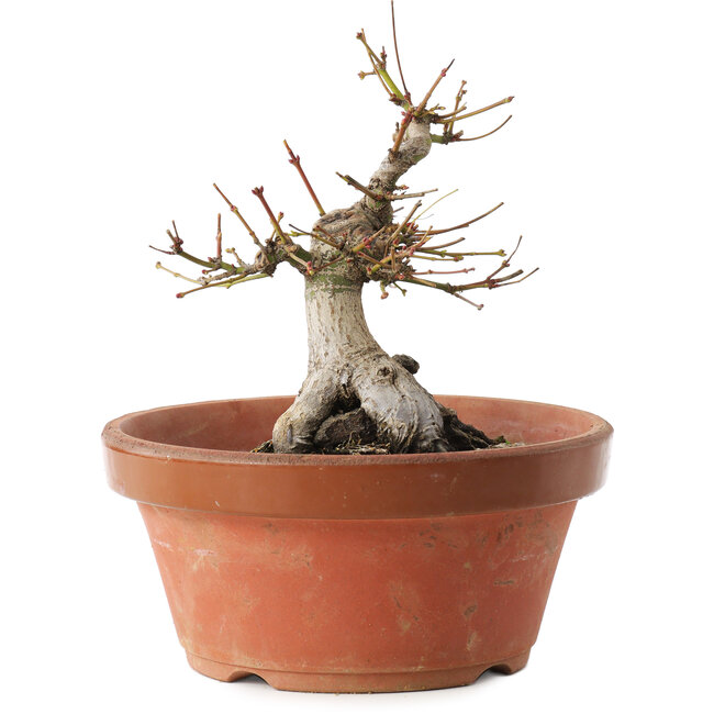 Acer palmatum, 16 cm, ± 15 years old