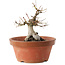 Acer palmatum, 16 cm, ± 15 ans