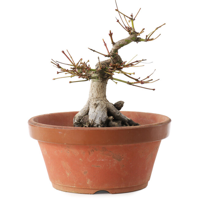 Acer palmatum, 16 cm, ± 15 anni