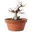 Acer palmatum, 16 cm, ± 15 ans