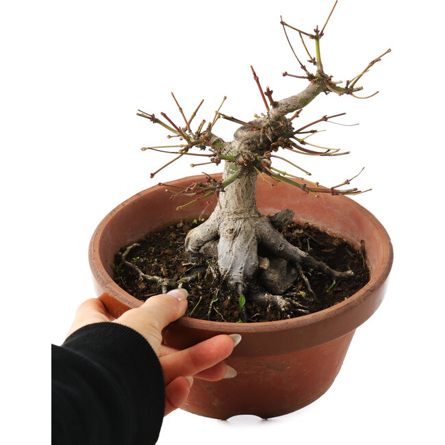 Acer palmatum, 16 cm, ± 15 years old