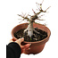 Acer palmatum, 16 cm, ± 15 años