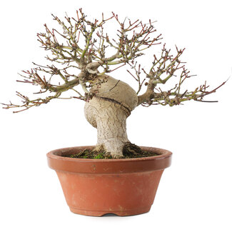 Acer palmatum, 17,5 cm, ± 15 ans