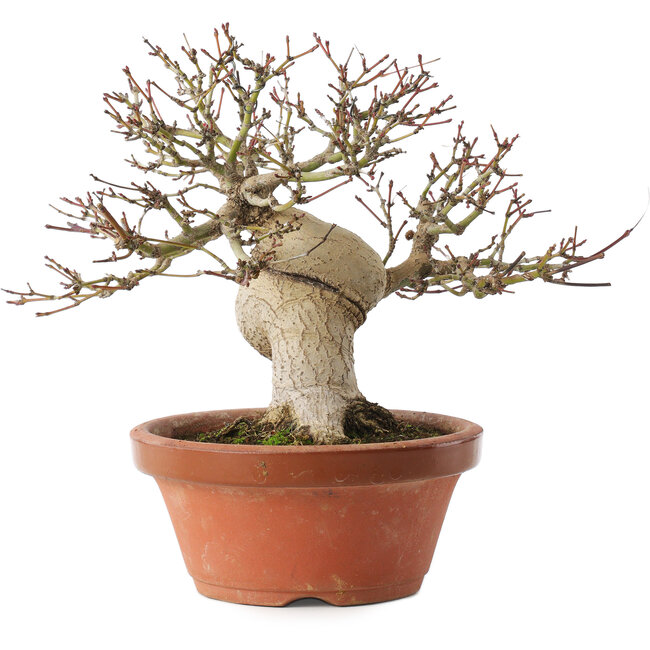 Acer palmatum, 17,5 cm, ± 15 años