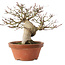 Acer palmatum, 17,5 cm, ± 15 ans