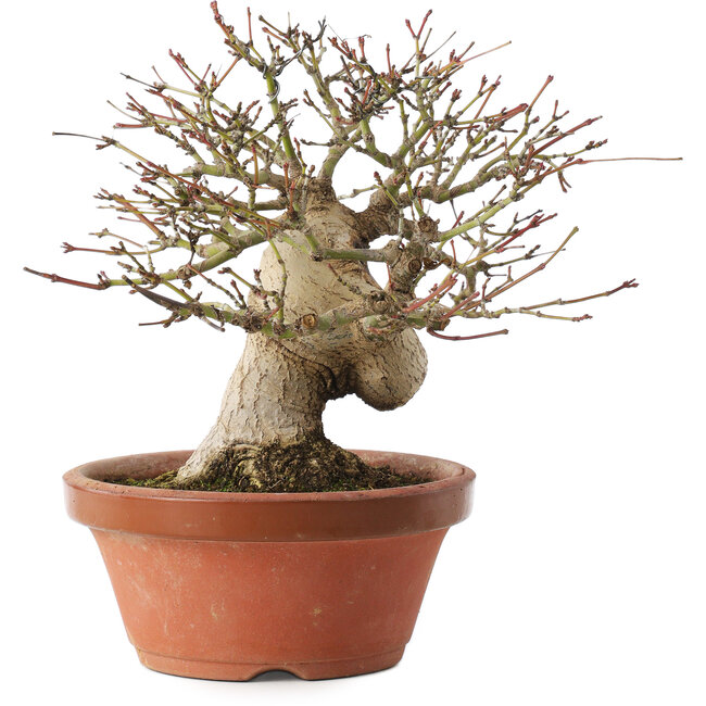 Acer palmatum, 17,5 cm, ± 15 anni
