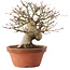 Acer palmatum, 17,5 cm, ± 15 años