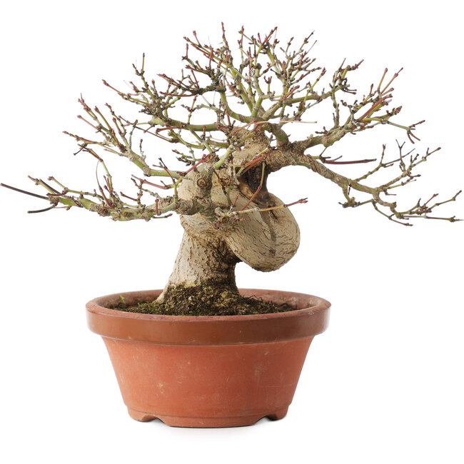Acer palmatum, 17,5 cm, ± 15 Jahre alt