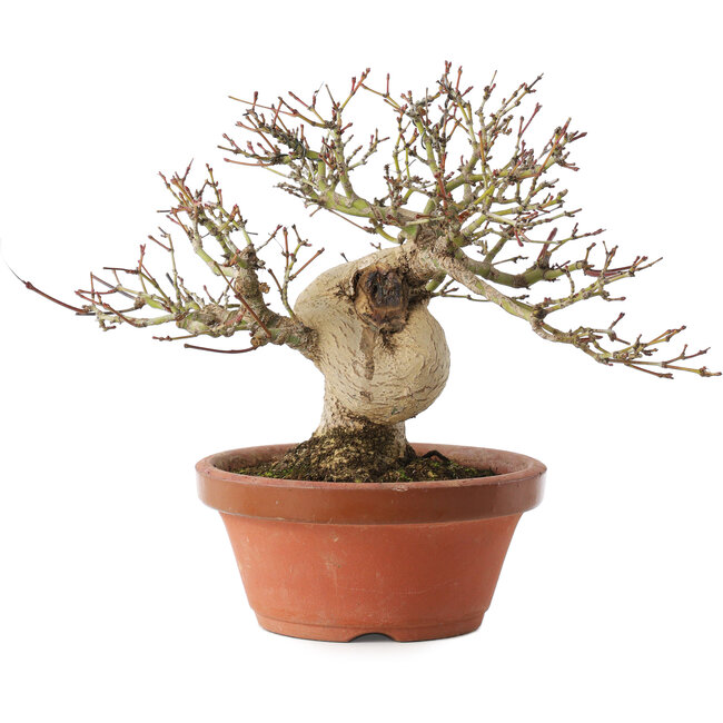 Acer palmatum, 17,5 cm, ± 15 años