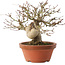 Acer palmatum, 17,5 cm, ± 15 ans