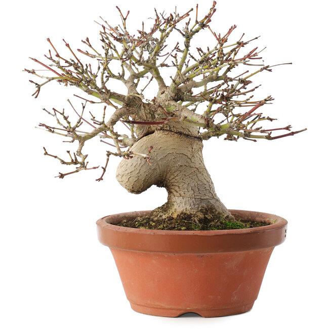 Acer palmatum, 17,5 cm, ± 15 anni