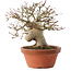 Acer palmatum, 17,5 cm, ± 15 ans