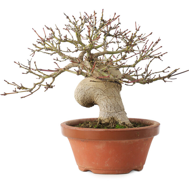 Acer palmatum, 17,5 cm, ± 15 jaar oud