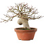 Acer palmatum, 17,5 cm, ± 15 ans