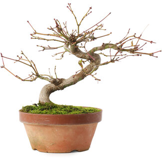 Acer palmatum, 16,5 cm, ± 8 ans