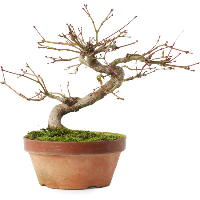 Acer palmatum, 16,5 cm, ± 8 ans