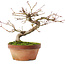 Acer palmatum, 16,5 cm, ± 8 ans