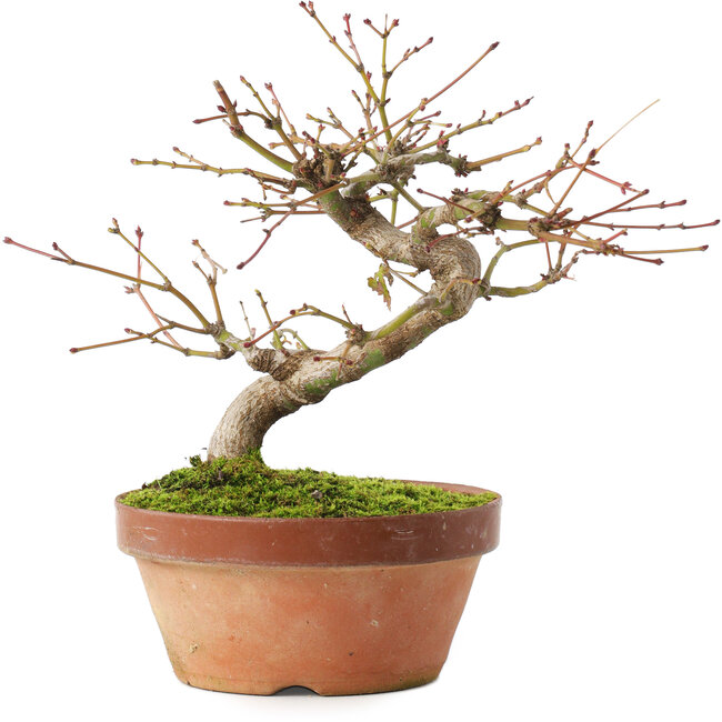 Acer palmatum, 16,5 cm, ± 8 jaar oud
