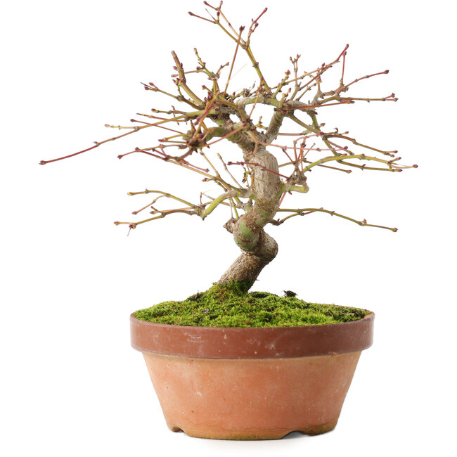 Acer palmatum, 16,5 cm, ± 8 jaar oud