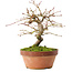 Acer palmatum, 16,5 cm, ± 8 ans