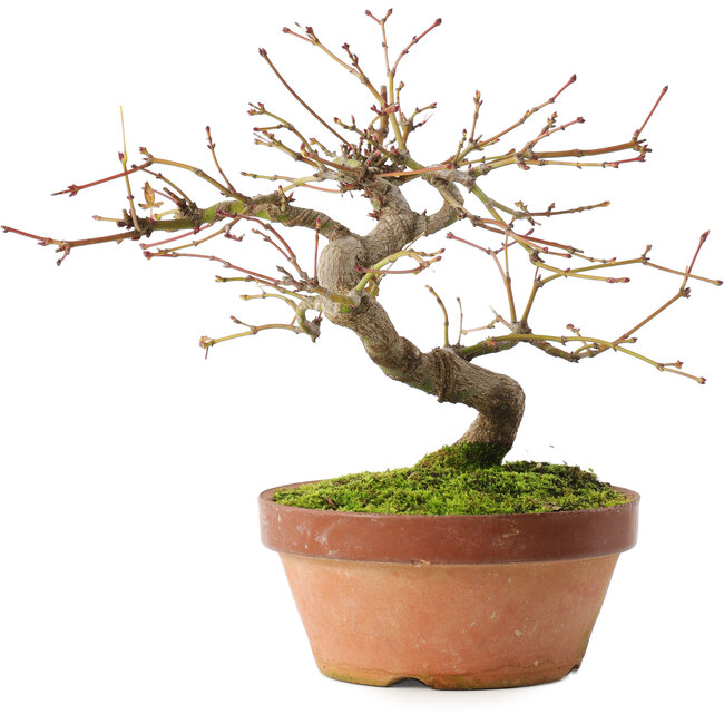 Acer palmatum, 16,5 cm, ± 8 jaar oud