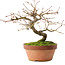 Acer palmatum, 16,5 cm, ± 8 ans