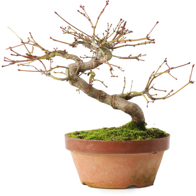 Acer palmatum, 16,5 cm, ± 8 anni