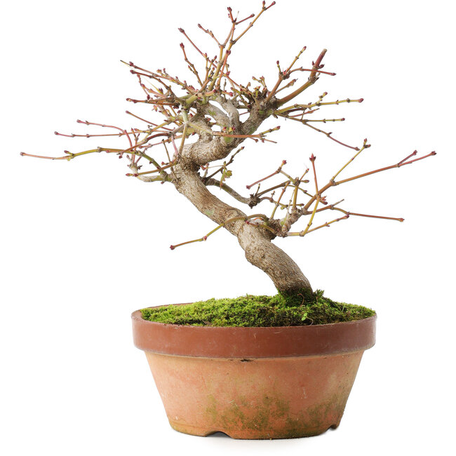 Acer palmatum, 16,5 cm, ± 8 jaar oud