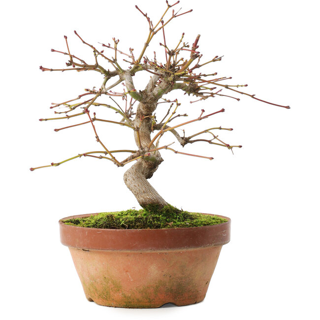 Acer palmatum, 16,5 cm, ± 8 years old