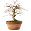 Acer palmatum, 16,5 cm, ± 8 ans