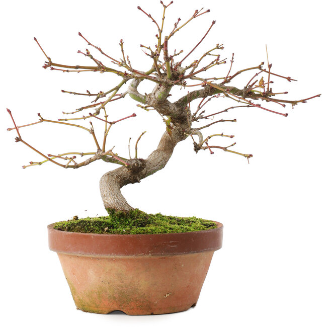 Acer palmatum, 16,5 cm, ± 8 anni