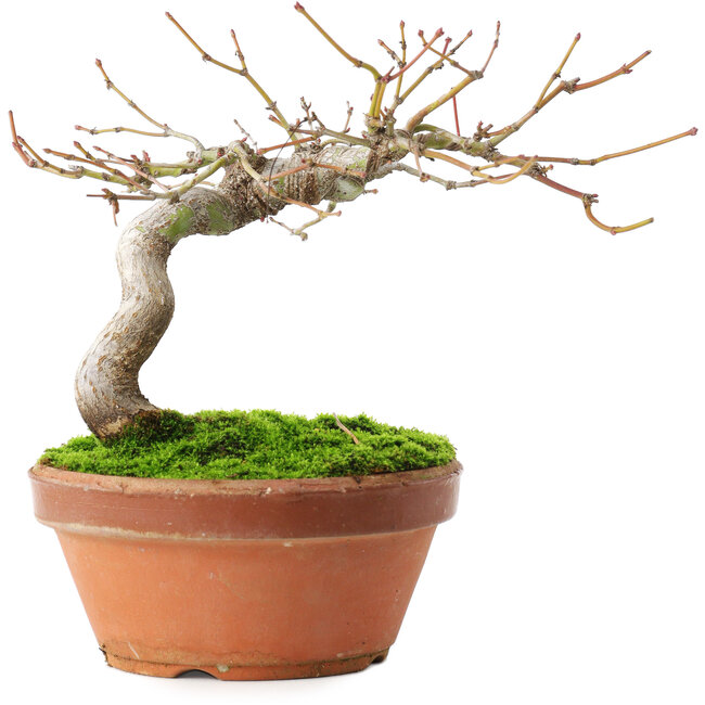 Acer palmatum, 14 cm, ± 8 ans
