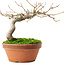 Acer palmatum, 14 cm, ± 8 ans