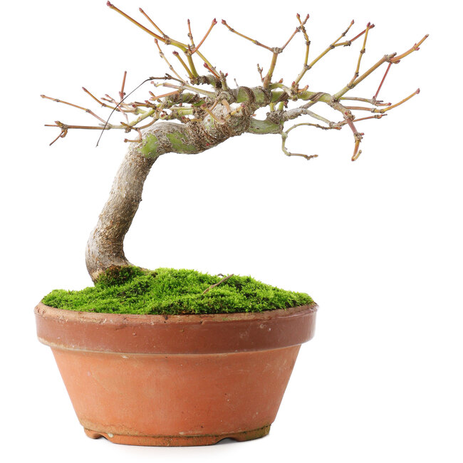 Acer palmatum, 14 cm, ± 8 years old