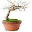 Acer palmatum, 14 cm, ± 8 ans
