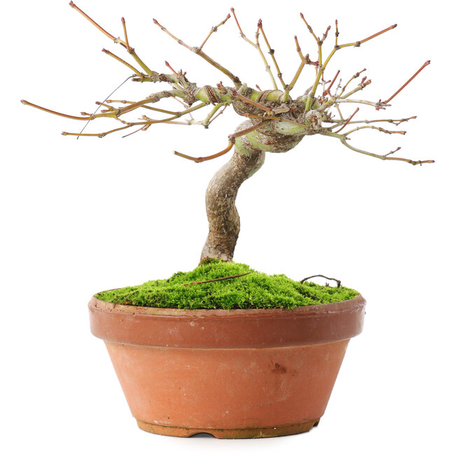 Acer palmatum, 14 cm, ± 8 anni