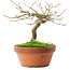 Acer palmatum, 14 cm, ± 8 ans