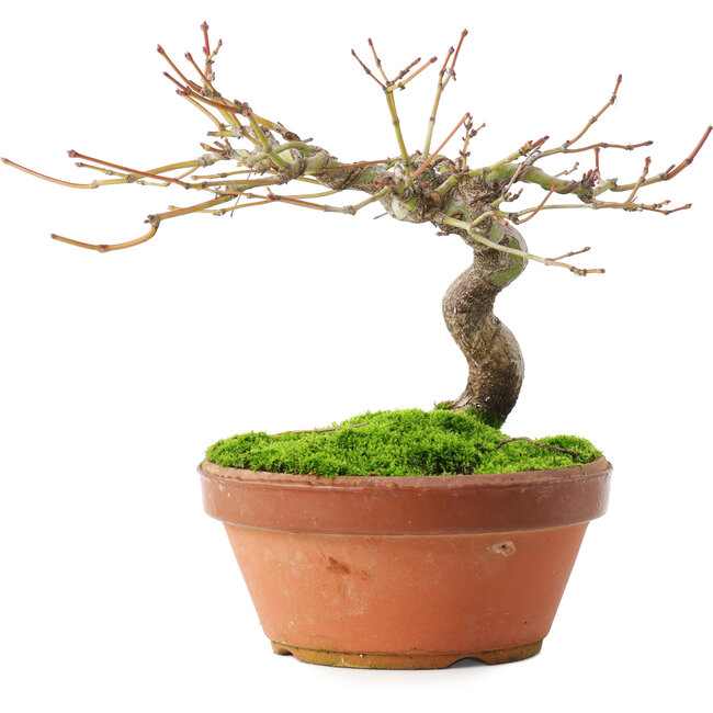 Acer palmatum, 14 cm, ± 8 years old