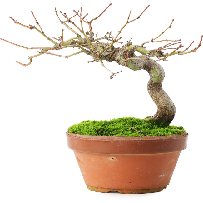 Acer palmatum, 14 cm, ± 8 anni