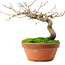 Acer palmatum, 14 cm, ± 8 ans