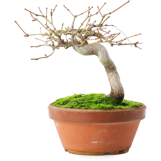 Acer palmatum, 14 cm, ± 8 years old