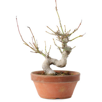 Acer palmatum, 19,5 cm, ± 8 Jahre alt