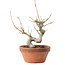 Acer palmatum, 19,5 cm, ± 8 ans