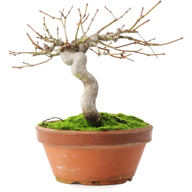 Acer palmatum, 14 cm, ± 8 jaar oud