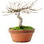 Acer palmatum, 14 cm, ± 8 ans