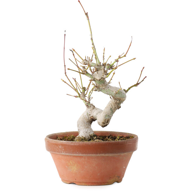 Acer palmatum, 19,5 cm, ± 8 años