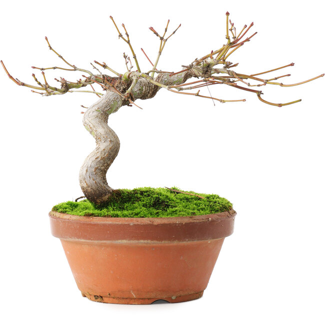 Acer palmatum, 14 cm, ± 8 years old