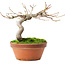 Acer palmatum, 14 cm, ± 8 ans