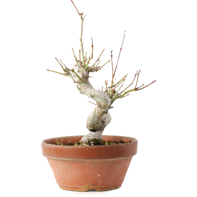 Acer palmatum, 19,5 cm, ± 8 anni