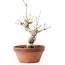 Acer palmatum, 19,5 cm, ± 8 años